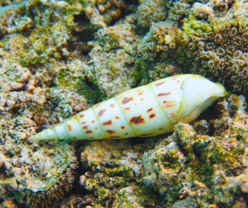 Resort Tava'E Amuri Exteriér fotografie
